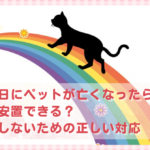 猛暑日にペットが亡くなったら何日安置できる？後悔しないための正しい対応