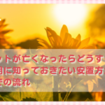 夏にペットが亡くなったらどうする？暑い時期に知っておきたい安置方法と火葬までの流れ